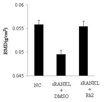 Effect of Rh2 on bone density