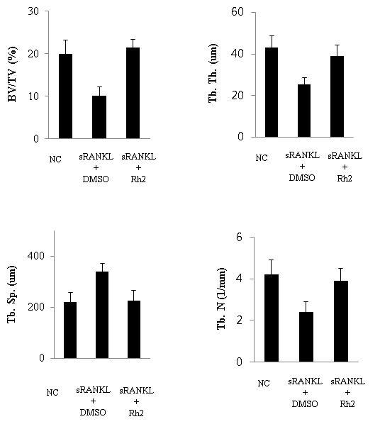 Effect of Rh2 on trabecular form