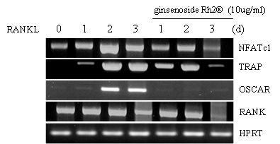 ginsenoside Rh2®의 파골세포 분화에 있어서 RNA 발현 영향 조사