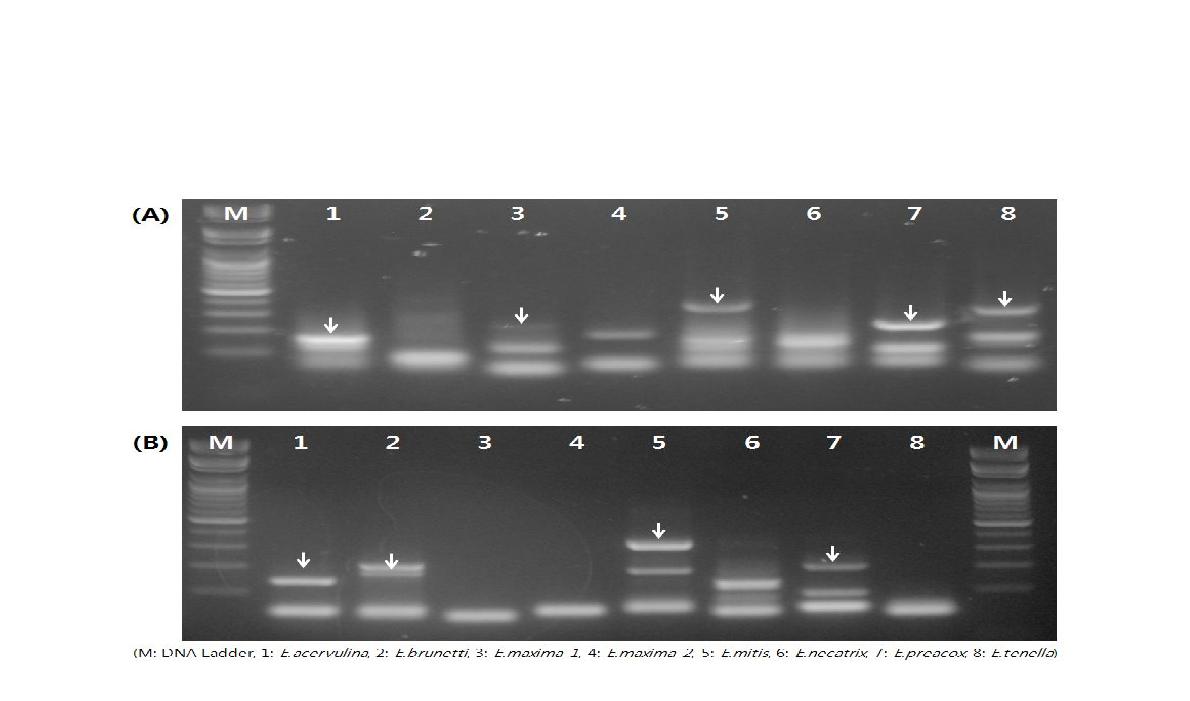 CR amplicationofITS1ribosomalDNA ofEimeriaoocystsrecoveredfromKoreanpoultryfaces.ForgenomicDNA extractionfrom fecaloocysts,theoocystswere