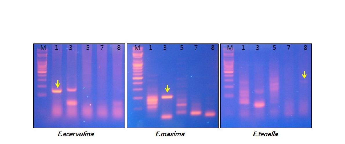 CRamplificationITS-1ribosomalDNA singleEimeriaspecies(E.acervulina:291-5,E.maxima:291-3,E.tenela:291-7)recoveredfrom Koreanpoultryfeces.