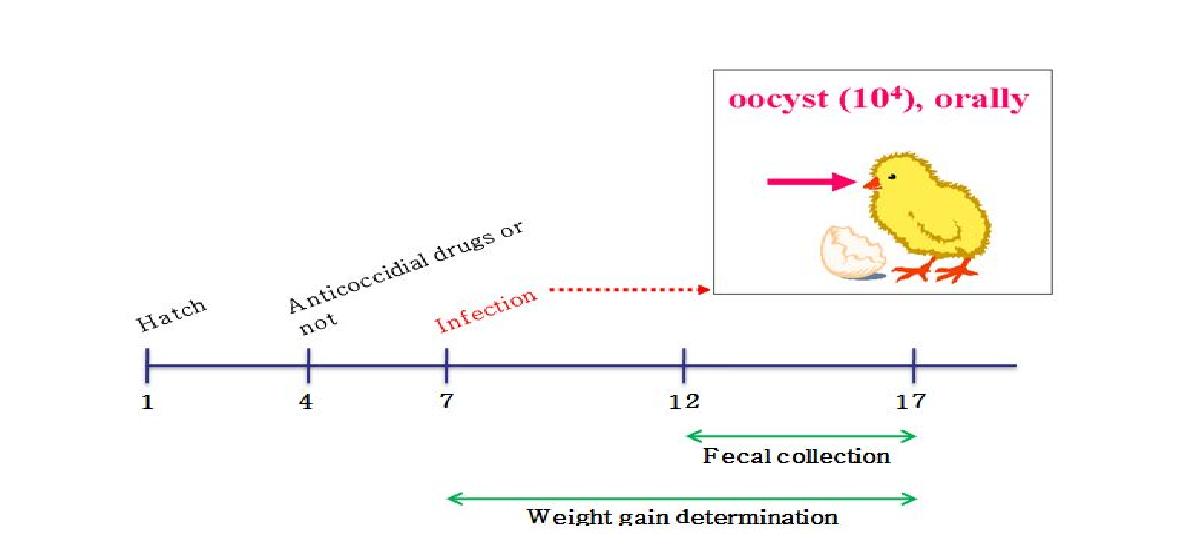 chematic outline for Eimeria infection and anticoccidialdrug resistance.Chickenswerefedwithanticoccidialdrugsondays1and17andoralyinfectedwith1x