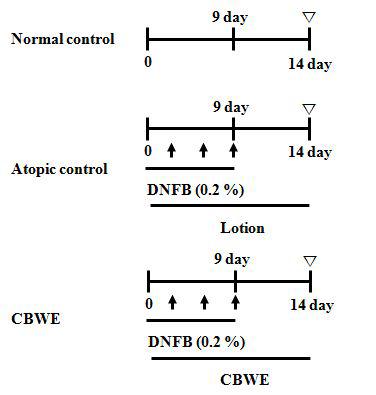 Theprotocolforinduction and treatmentofatopicdermatitisinanimalmodel