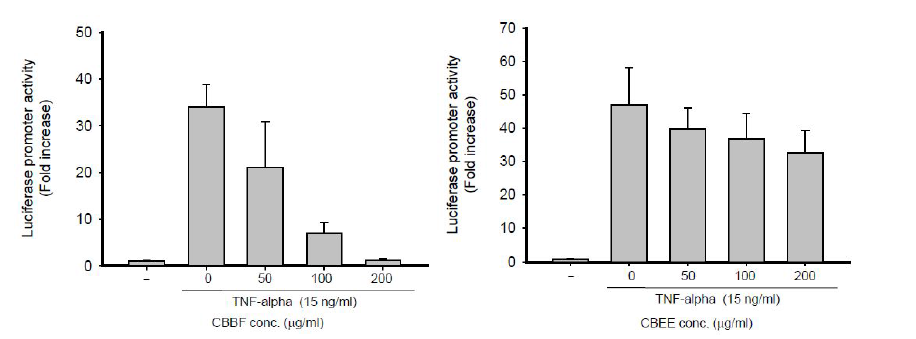 NF-κB-Luciferase 유전자가 transfection된 HEK293 세포주에서 CBBF 및 CBEE에 의한 NF-κB luciferase프로모터 활성 조절 효과