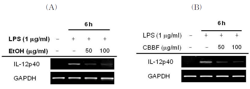 The mRNA expression levelofLPS induced IL-12p40 by Cordyceps bassianaonRAW264.7cel