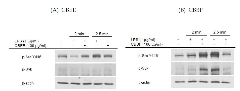 Regulatory effects of Cordyceps bassiana extracts on thephosphorylationofSrcandSykproteins