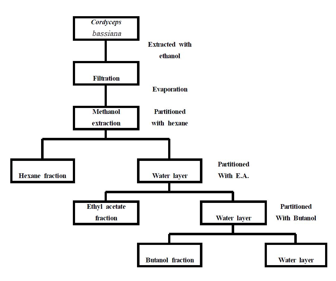 ExtractionandfractionationofCordycepsbassiana