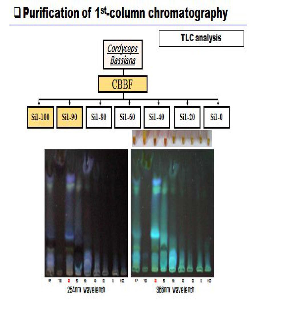 Opencolumnchromatography를 이용한 노랑다발동충하초 추출물 및 분획물의 분리 정제