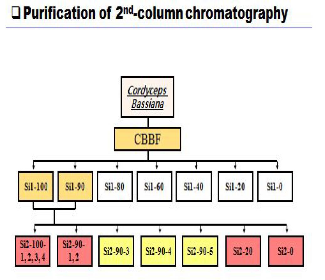 Opencolumnchromatography를 이용한 노랑다발동충하초 분획물의 2차분리 결과