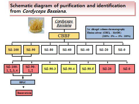 노랑다발동충하초를 이용한 생리활성 물질 탐색의 결과,Beauvericin이 함유되어 있음을 확인