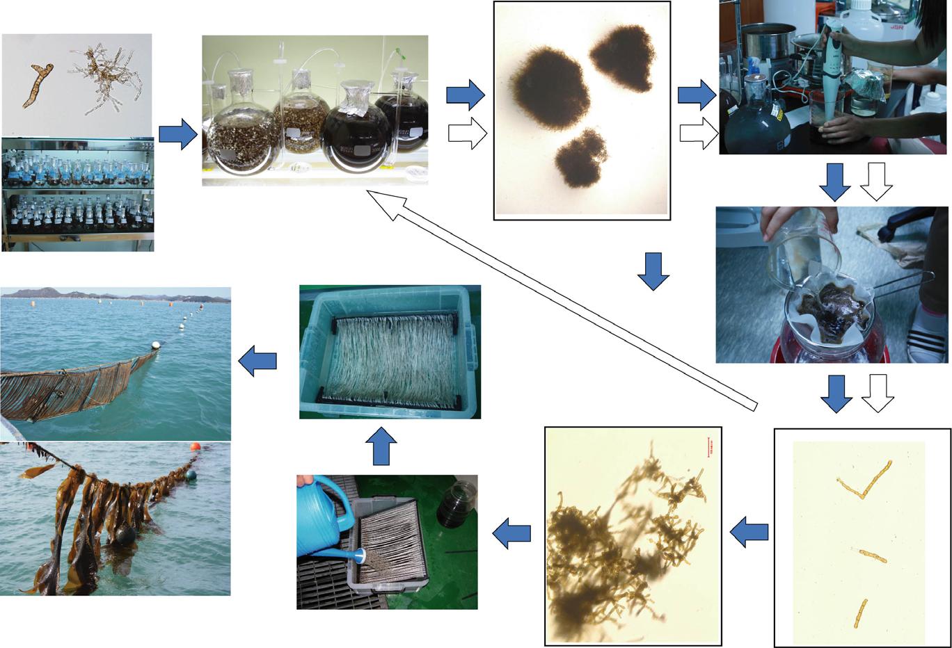 넓미역 유리배우체의 채묘 및 양식에 이용 과정 모식도