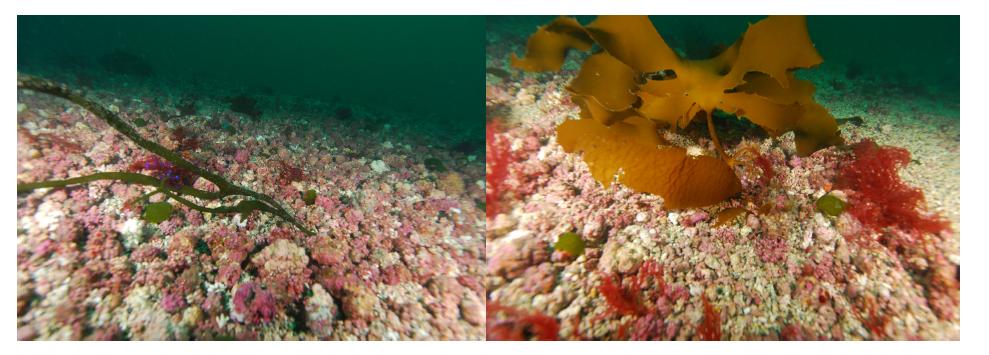 종달의 해조 군락 사진. 좌: 산호조류로 덮인 저질과 말청각 엽체. 우: 감태 엽체와 소형 홍조류들