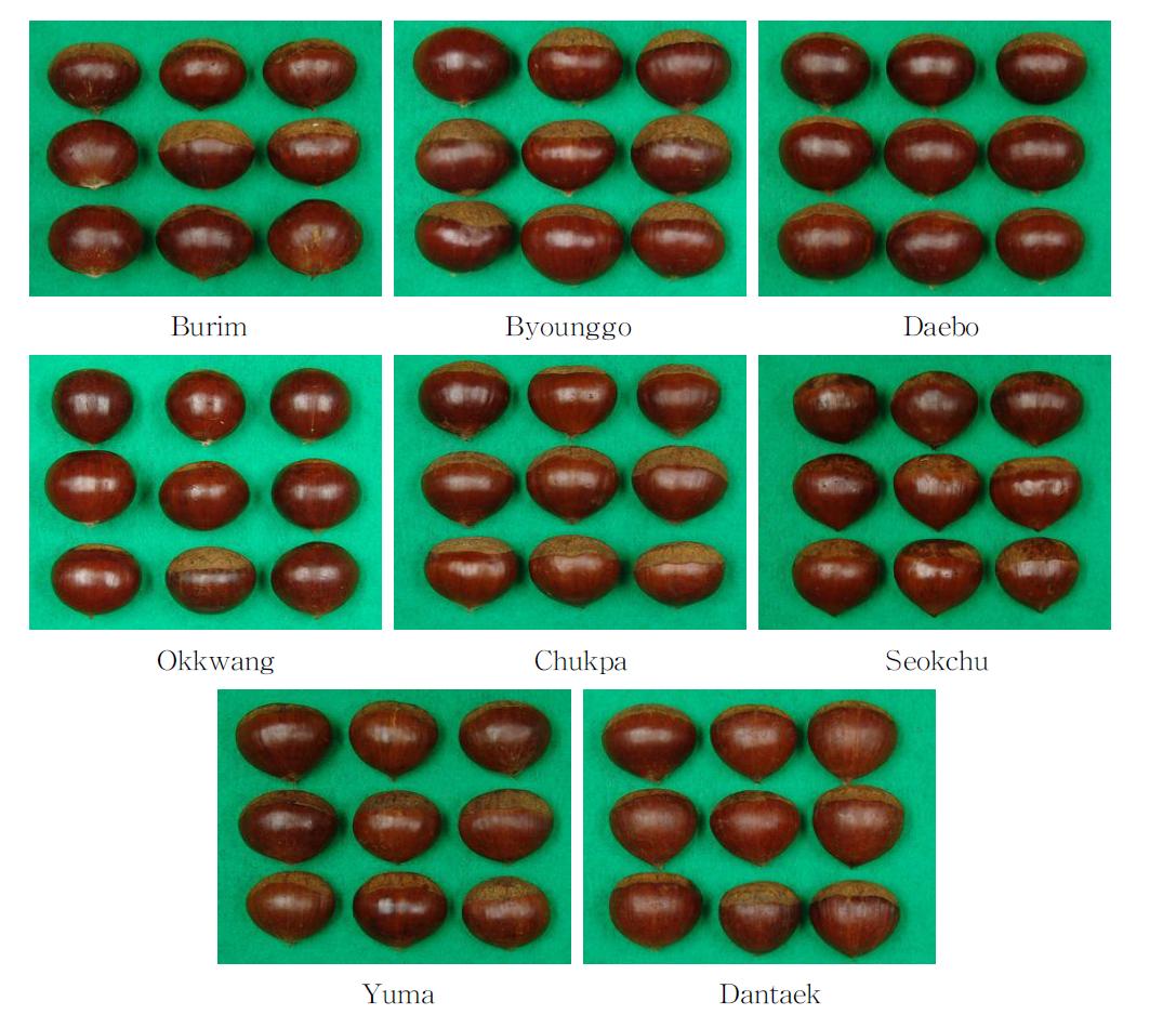 Shapes of chestnuts with different varieties