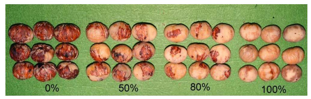 Peeled conditions of chestnut samples in peeling experiments