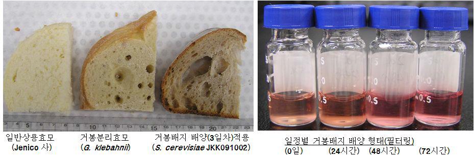 상업효모 대비 선발효모(S.cerevisiaeJKK091002)적용 제빵 및 배양형태(필터링)결과