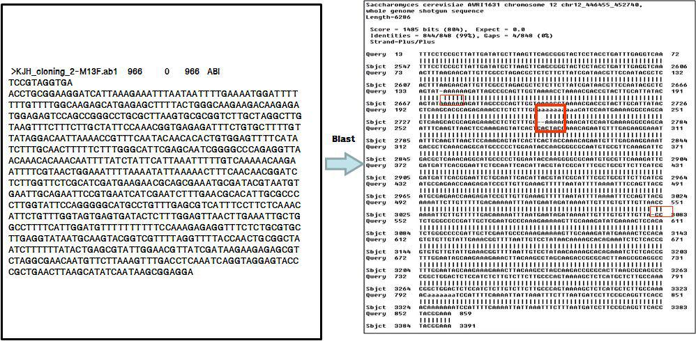 Multiple sequence alignment of 18s RNA of S. cerevisiae JKK091006.