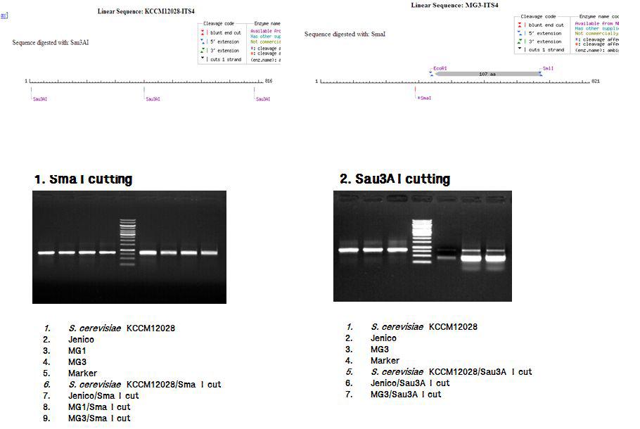 RFLP (Restriction Fragment Length Polymorphism) patterns with restriction enzyme Sma I and Sma I of reference strain S. cerevisiae KCCM 12028 and commercial S. cerevisiae (Jenico).