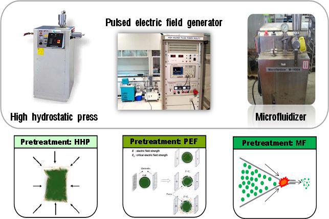 핵심전략 (2):물리적 처리를 통한 클로렐라의 루테인 생이용성 증대기술 개발HHP:highhydrostaticpress,PEF:pulsedelectricfieldgenerator,MF:microfluidizer