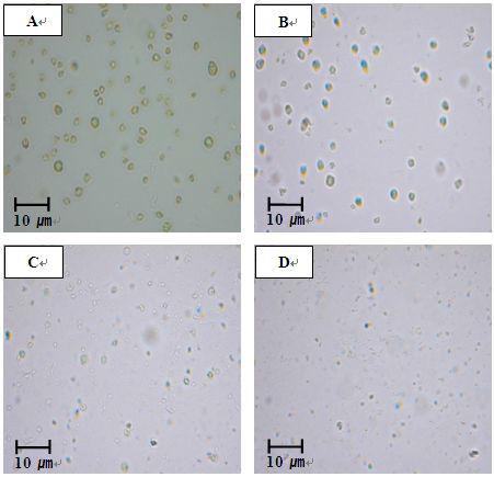 Microscopicimagesofchlorelasub-micronsuspensionpreparedbyMFcondition(10cycles):(A)Control,(B)40MPa,(C)80MPa,(D)120MPa