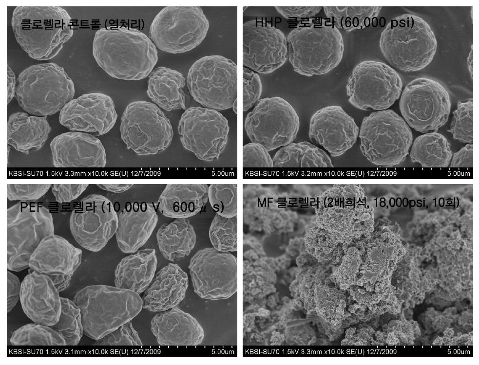 물리적 가공처리 클로렐라의 전자현미경 분석 사진 (10,000배)