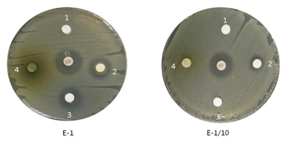 Antimicrobial activity of essential oil Artemisia sp against Escherchia coli. E-1, original solution; E-1/10, 10-fold diluted solution. 1, Water of Artemisia sp; 2, Artemisia sp containing agent for Chlorhexidine Gluconate 0.05%; 3, Essential oil fraction of Artemisia sp; 4. 95% Ethanol fraction of Artemisia sp