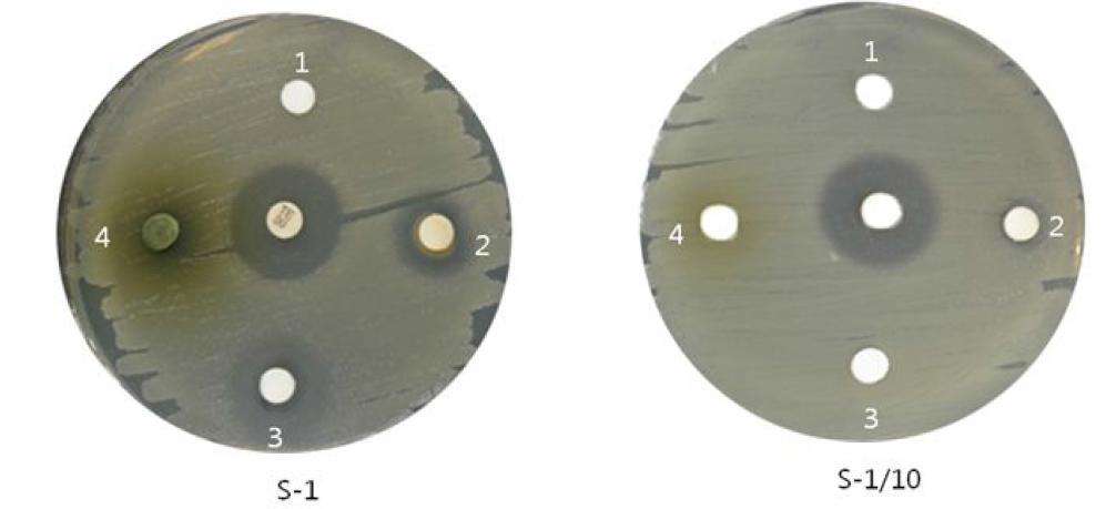 Antimicrobial activity of essential oil Artemisia sp against Staphylococcus aureus. E-1, original solution; E-1/10, 10-fold diluted solution. 1, Water of Artemisia sp; 2, Artemisia sp containing agent for Chlorhexidine Gluconate 0.05% ; 3, Essential oil fraction of Artemisia sp; 4. 95% Ethanol fraction of Artemisia sp; 4. 95% Ethanol fraction of Artemisia sp