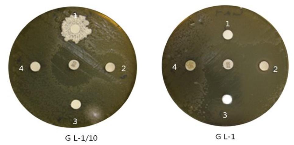 Antimicrobial activity of essential oil Artemisia sp against Lactobacillus acidophilus. E-1, original solution; E-1/10, 10-fold diluted solution. 1, Water of Artemisia sp; 2, Artemisia sp containing agent for Chlorhexidine Gluconate 0.05% ; 3, Essential oil fraction of Artemisia sp; 4. 95% Ethanol fraction of Artemisia sp; 4. 95% Ethanol fraction of Artemisia sp