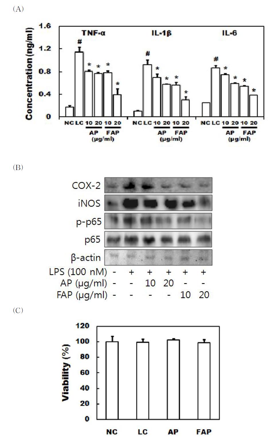 Effects of AP and FAP on the inflammatory mediators in LPS‐stimulated RAW264.7 cells. LPS‐treated group (LC) received the vehicle alone instead of test agents. - 49 - Normal control group (NC) received the vehicle alone instead of LPS and test agents. (A) Effect on proinflammatory cytokines expression. After 20‐h incubation with LPS in absence or presence of AP or FAP (10 and 20 μM), TNF‐α, IL‐1β and IL‐6 in the culture medium was measured using ELISA kit. (B) Effect on COX‐2 and iNOS expression and NF‐κB activation. These were measured by immunoblot analysis after incubation with LPS in absence or presence of AP or FAP (10 and 20 μg/ml) for 20 h. Cytotoxicity of AP and FAP (20 μg/ml) in the presence of LPS (100 ng/ml). (C) Cytotoxicity. Cell viability was measured with crystal violet. Each value is expressed as the mean ± S.D. (n=6). *P < 0.05 compared with the control