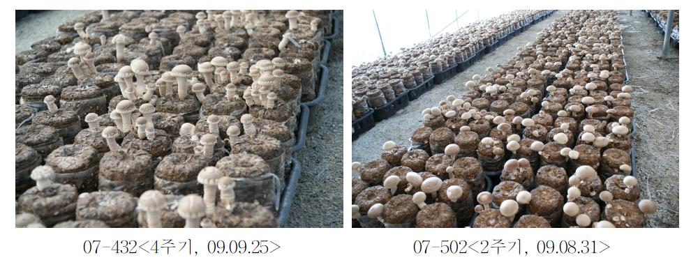 임가실증시험 균주 버섯발생 최성기 전경