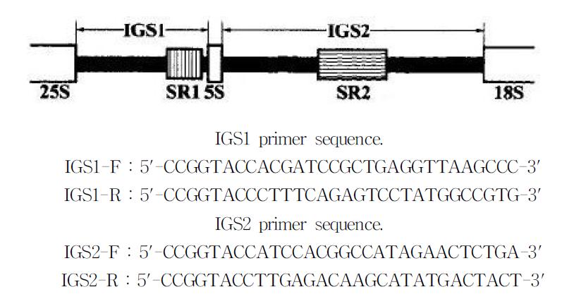 IGS rDNA region map 모식도와 IGS1&2 primer sequence