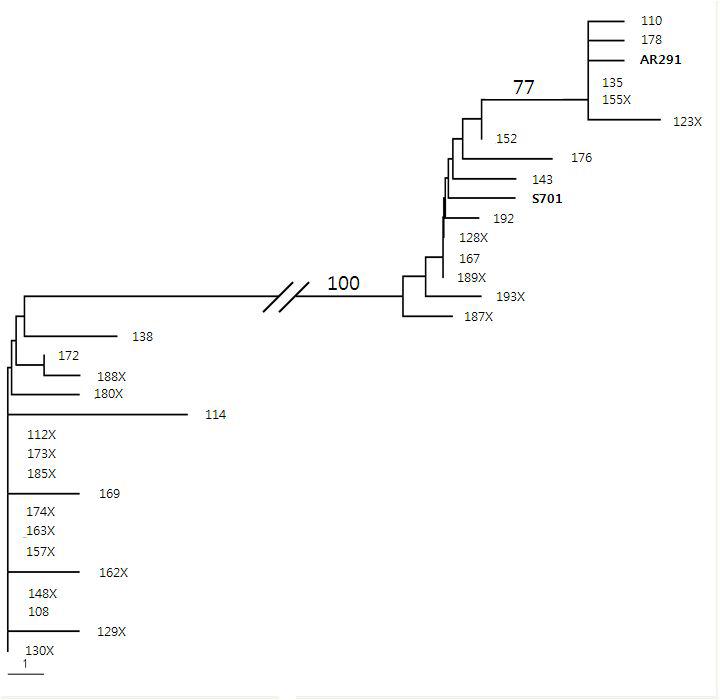 기형균주와 정상균주 그리고 모균주간의 phylogenetictree모균주:FMRI0961과 S701(산조701),X붙은 균주:기형균주