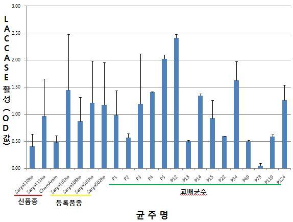 출원품종,등록품종,교배균주(산조101호와 산조108호의 교배)간의laccase활성 비교.