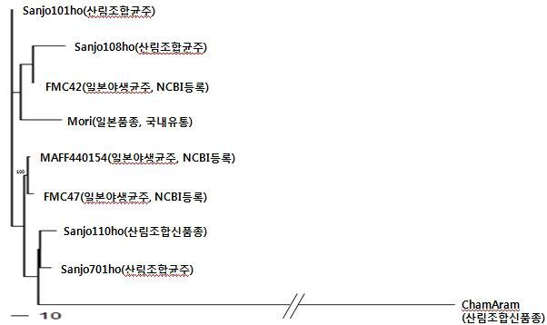 신품종,등록품종(산림조합균주),일본균주의 phylogenetictree상에서의 유연관계 분석