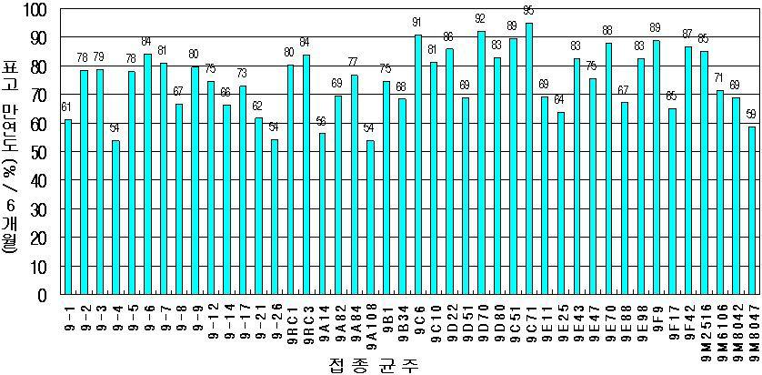 2009년 접종 시험목의 균사만연율