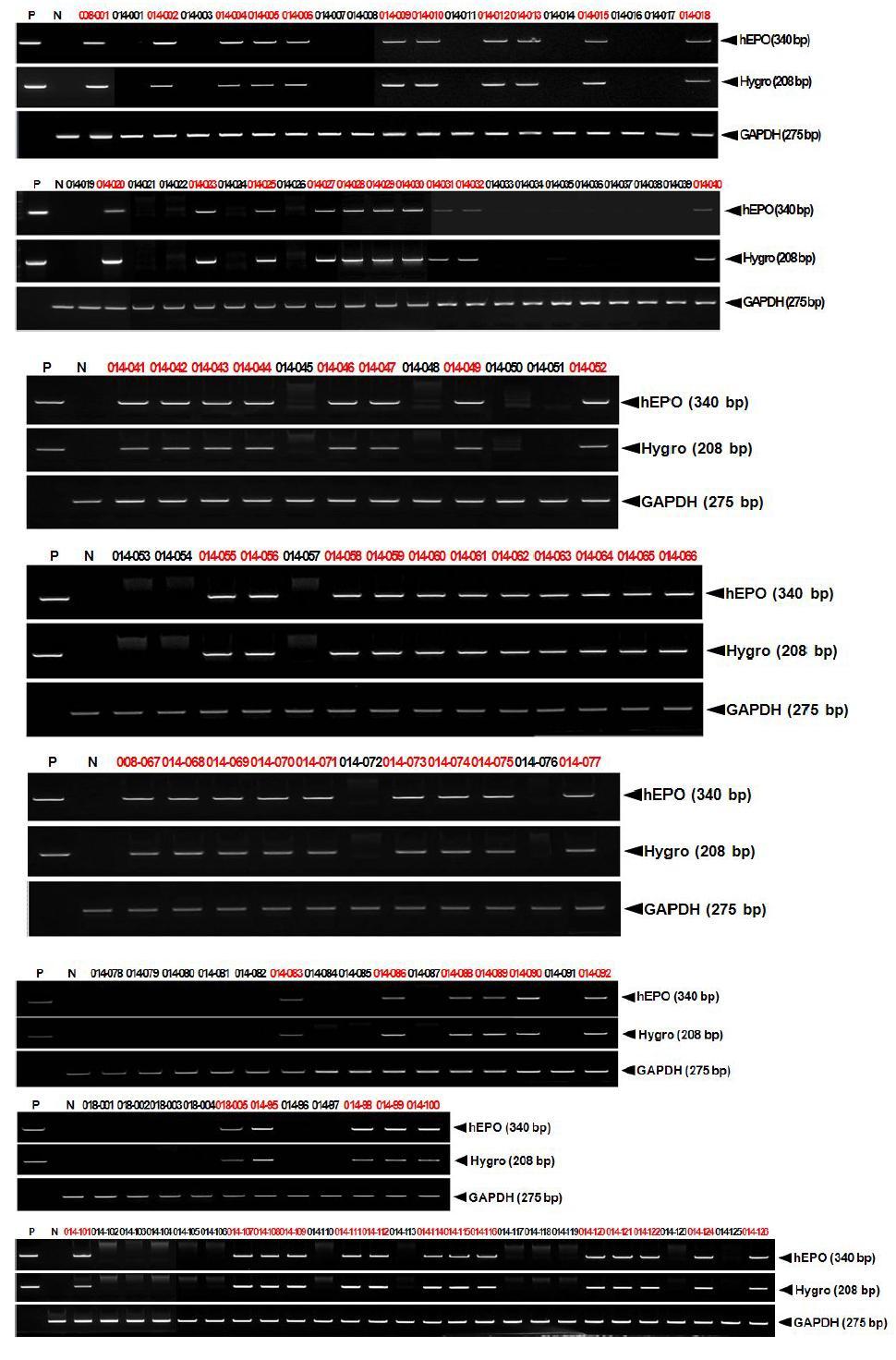 Detection of the hEPO gene in the germlines of 047-016-008,047-047-014,and 047-047-018 G2 transgenic chickens.