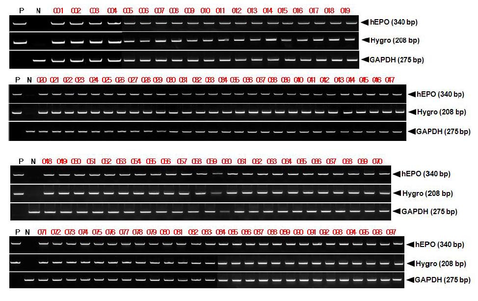 Detection of the hEPO gene in the germlines of 047-047-014-014 transgenic chicken.