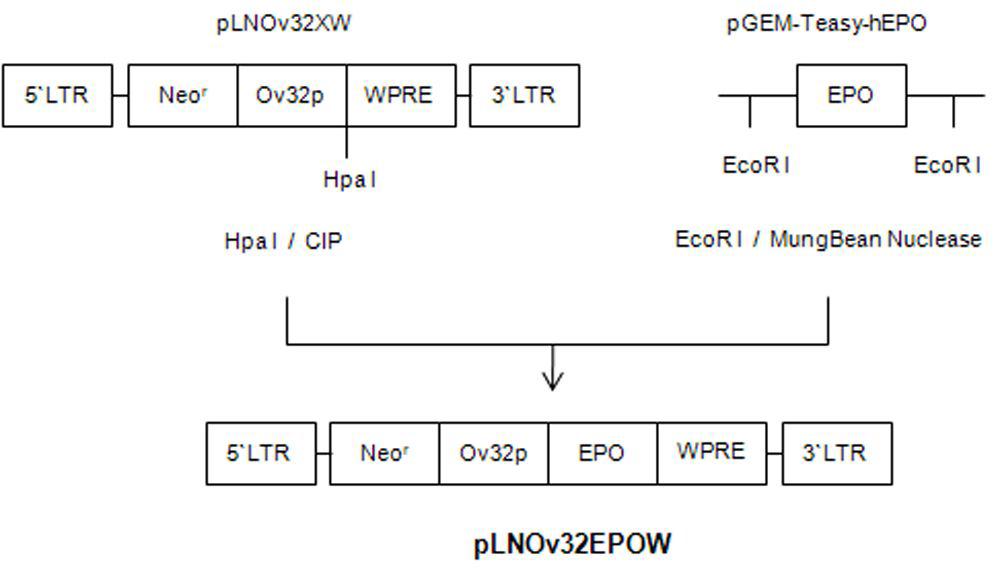 Construction of pLNOv32EPOW