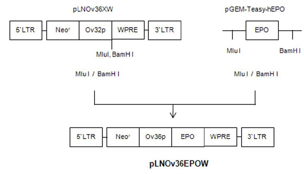 Construction of pLNOv36EPOW.