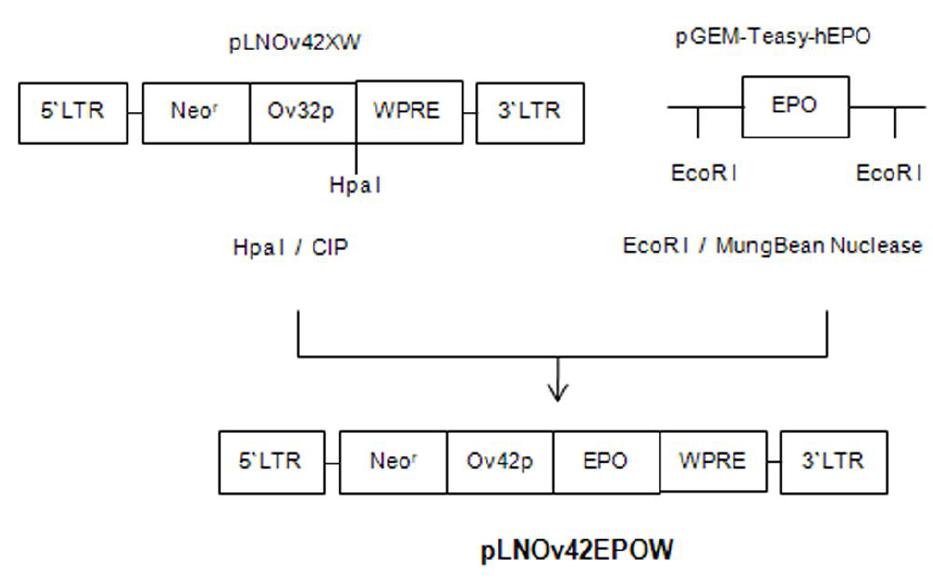 Construction of pLNOv42EPOW.