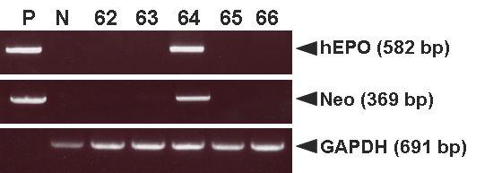 PCR analyses of G0LNOv32-EPOWⅡ transgenic chickens.