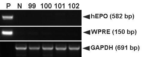 PCR analyses of G0 LNOv32EPOW Ⅳ transgenic chickens.