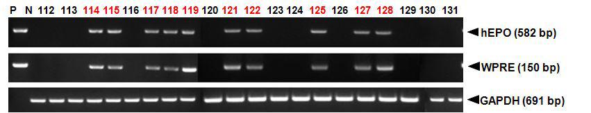 PCR analyses of Go LNOv32EPOWⅤ transgenic chickens.