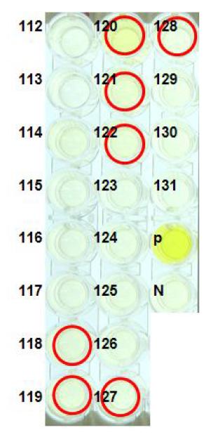 ELISA analyses of G0 LNOv32EPOWⅤ transgenic chickens.