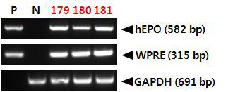 PCR analyses of G0 LNOv32EPOWⅥ transgenic chickens.