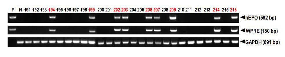 PCR analyses of G0 LNOv32EPOWⅦ transgenic chickens.