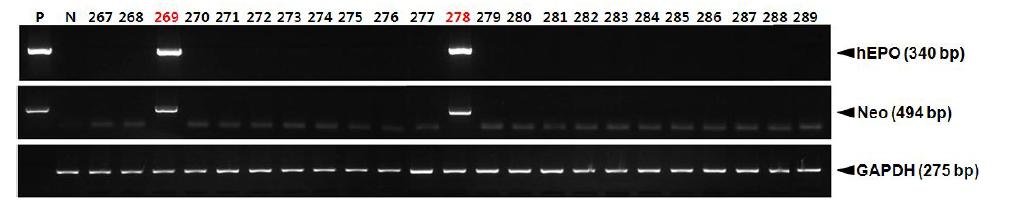 PCR analyses of G0 LNOv32EPOW Ⅷ transgenic chickens.