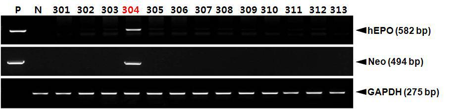 PCR analyses of G0 LNOv32EPOW Ⅸ transgenic chickens.