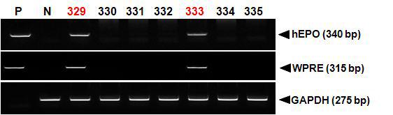 PCR analyses of G0 LNOv32EPOW Ⅹ transgenic chickens.