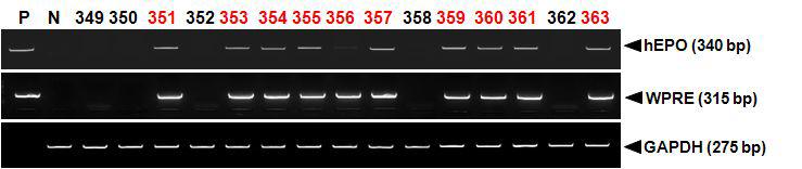 PCR analyses of G0 LNOv32EPOW Ⅺ transgenic chickens.