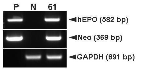 PCR analyses of G0 LNOv42EPOWⅡ transgenic chickens.